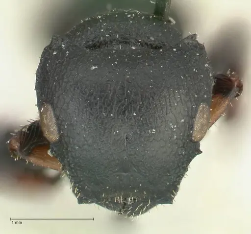 Cataulacus pullus - FOCOL2128