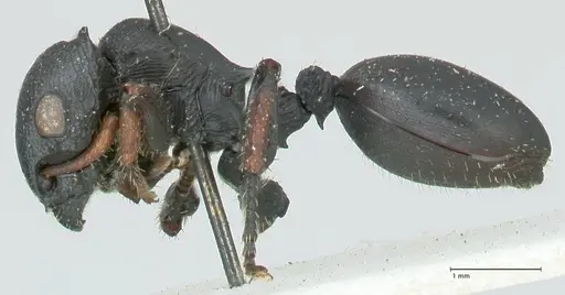 Cataulacus pullus - FOCOL2128