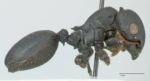 Cataulacus pullus - FOCOL2128