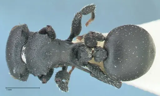 Cataulacus pullus - FOCOL2129