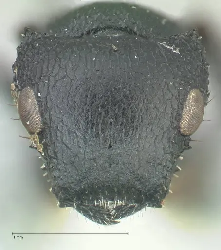 Cataulacus pullus - FOCOL2129