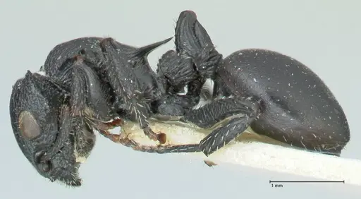 Cataulacus pullus - FOCOL2129