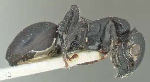 Cataulacus pullus - FOCOL2129