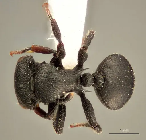 Cataulacus pullus - ZMUC00045109