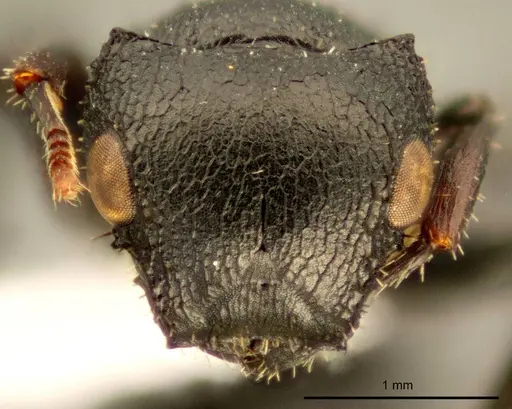 Cataulacus pullus - ZMUC00045109