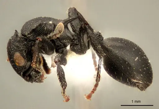 Cataulacus pullus - ZMUC00045109