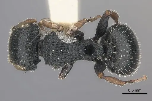 Cataulacus pygmaeus specimen