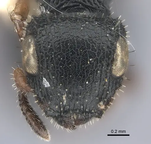 Cataulacus pygmaeus specimen