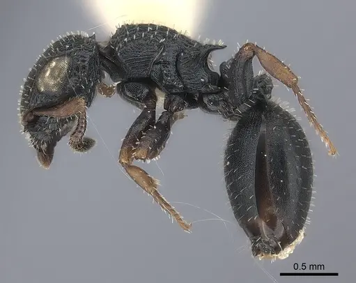 Cataulacus pygmaeus specimen