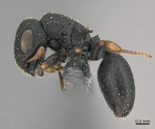 Cataulacus pygmaeus - CASENT0362984