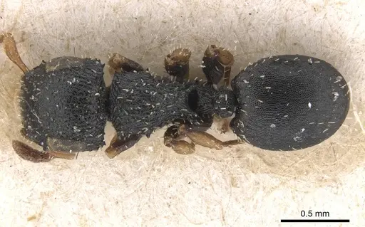 Cataulacus pygmaeus - CASENT0915359