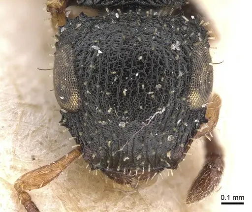 Cataulacus pygmaeus - CASENT0915359