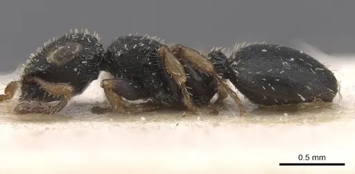 Cataulacus pygmaeus - CASENT0915359