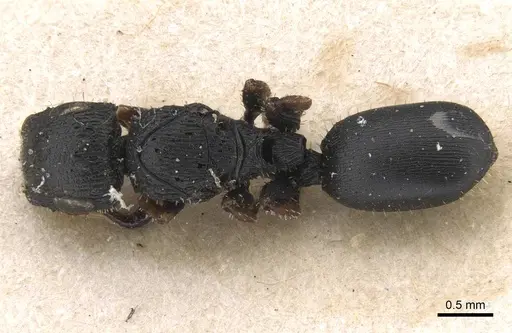 Cataulacus pygmaeus - RMCAENT000017797