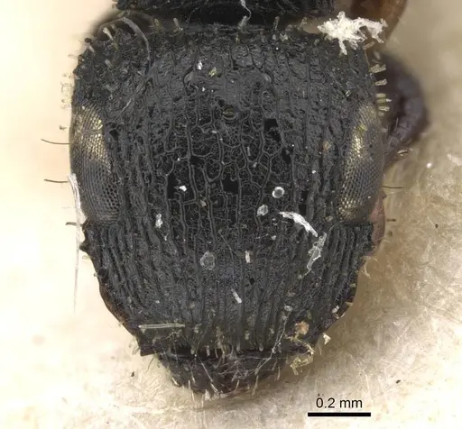 Cataulacus pygmaeus - RMCAENT000017797