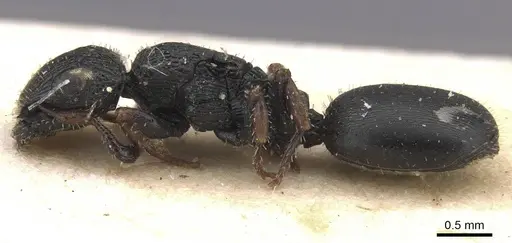 Cataulacus pygmaeus - RMCAENT000017797