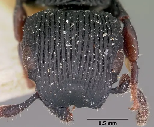 Cataulacus regularis specimen