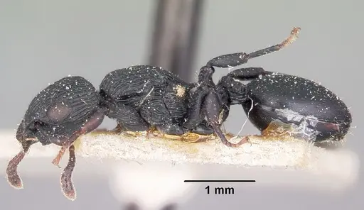 Cataulacus regularis specimen