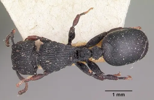 Cataulacus regularis - CASENT0101241