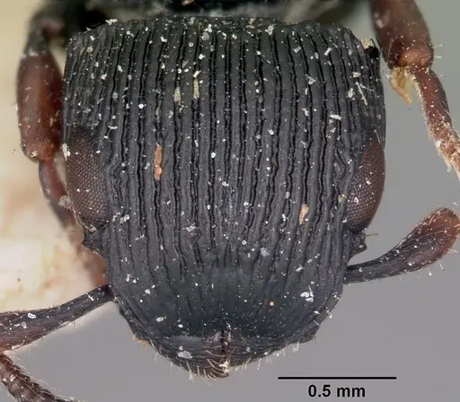 Cataulacus regularis - CASENT0101241