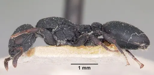 Cataulacus regularis - CASENT0101241