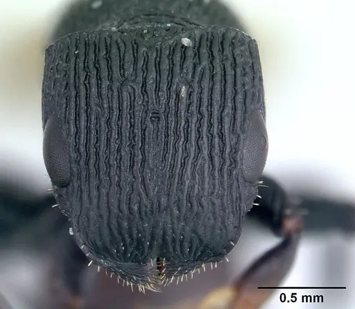 Cataulacus regularis - CASENT0107470