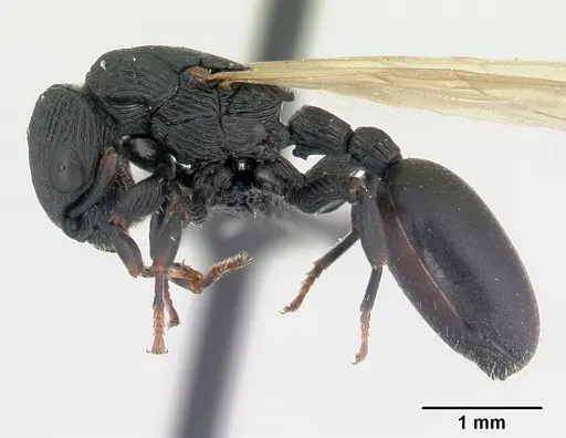 Cataulacus regularis - CASENT0107470