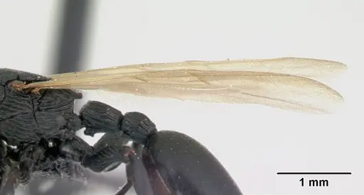 Cataulacus regularis - CASENT0107470