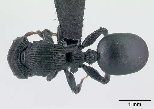 Cataulacus regularis - CASENT0487769