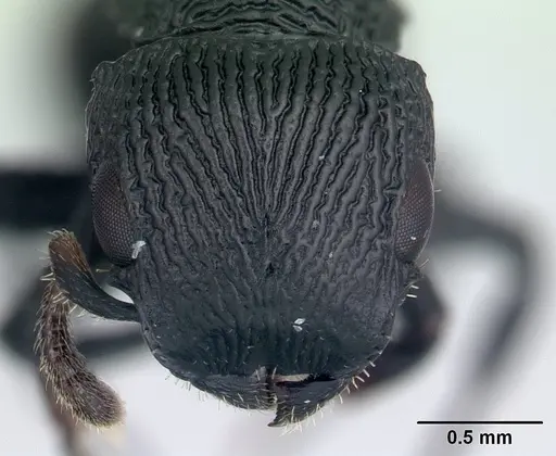 Cataulacus regularis - CASENT0487769