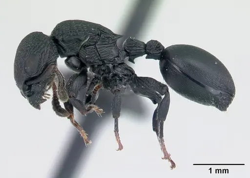 Cataulacus regularis - CASENT0487769