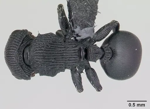 Cataulacus regularis - CASENT0487770