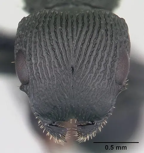 Cataulacus regularis - CASENT0487770