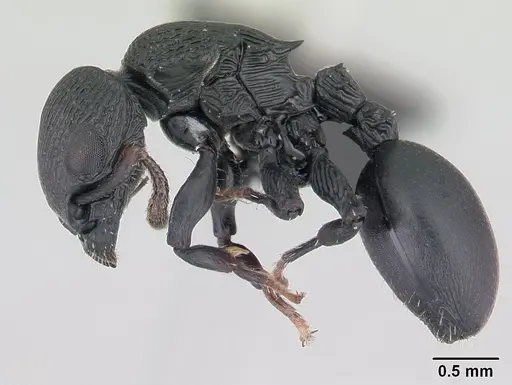 Cataulacus regularis - CASENT0487770