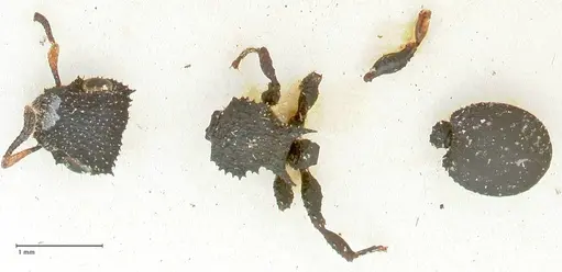 Cataulacus resinosus specimen