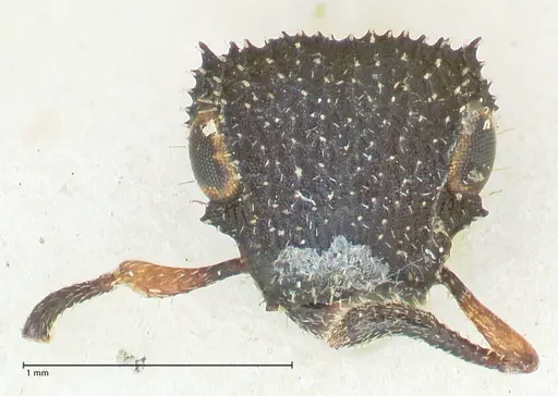 Cataulacus resinosus specimen