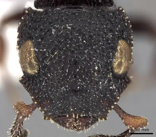 Cataulacus reticulatus specimen