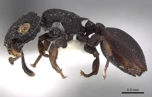 Cataulacus reticulatus specimen