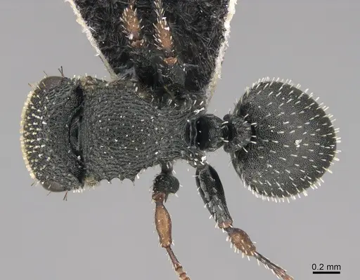 Cataulacus satrap specimen