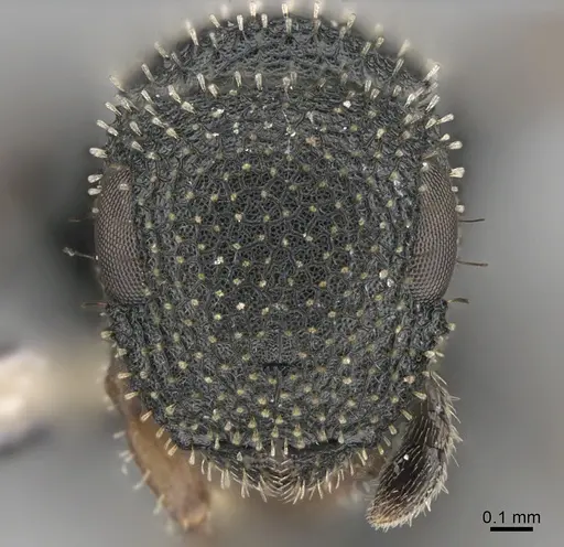 Cataulacus satrap specimen