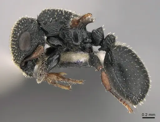 Cataulacus satrap specimen