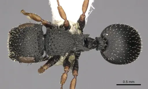 Cataulacus satrap - CASENT0900273