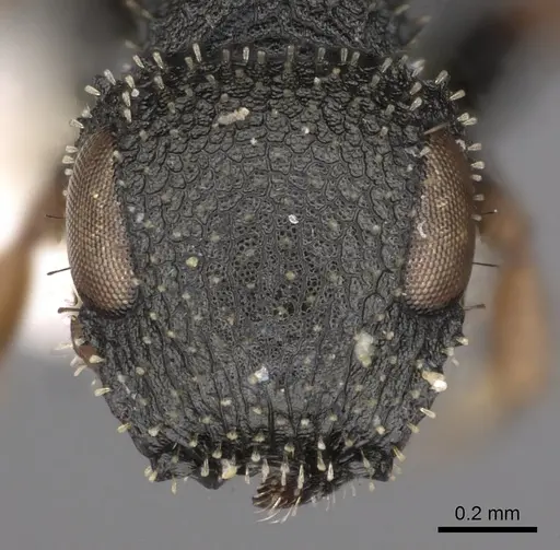 Cataulacus satrap - CASENT0900273