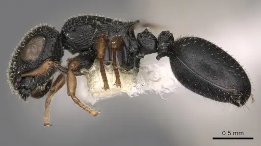 Cataulacus satrap - CASENT0900273