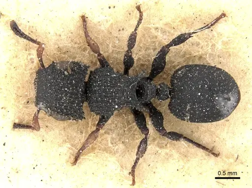 Cataulacus setosus specimen