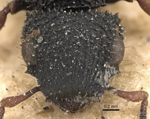 Cataulacus setosus specimen