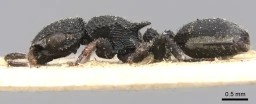 Cataulacus setosus specimen