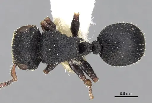 Cataulacus simoni specimen