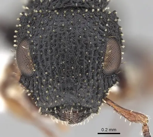 Cataulacus simoni specimen