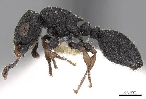 Cataulacus simoni specimen